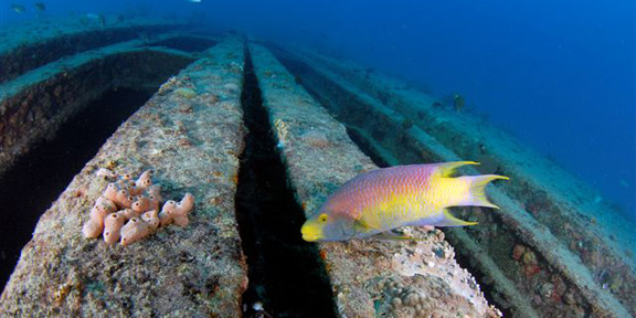 Dive With South Florida Diving Headquarters